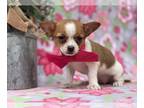 Chihuahua PUPPY FOR SALE ADN-437807 - Chihuaua Teacup