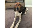 Adopt Angel ( ALM-Fostered in GA) a Treeing Walker Coonhound
