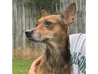 Adopt Brownie (Deb-Fostered in TN) a Miniature Pinscher, Rat Terrier