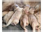 Golden Retriever PUPPY FOR SALE ADN-437813 - AKC Golden Retriever puppies