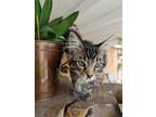 Adopt Romeo- foster listing/fountain valley a Domestic Short Hair, Maine Coon