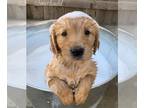 Golden Retriever PUPPY FOR SALE ADN-437989 - Golden retriever puppy
