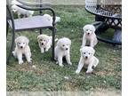 Great Pyrenees PUPPY FOR SALE ADN-438292 - Great Pyrenees Pups from Working