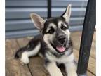 German Shepherd Dog-Siberian Husky Mix PUPPY FOR SALE ADN-438338 - Gerberian