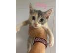 Adopt Holy a Calico, Domestic Short Hair