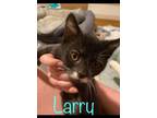 Adopt Larry a Domestic Short Hair, Tuxedo