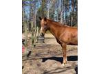 Gorgeous Tennesee Walking Mare