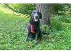 Adopt Hattie a Black - with Gray or Silver Labrador Retriever / Mixed dog in