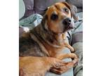Adopt Jojo a Tricolor (Tan/Brown & Black & White) Beagle / Mixed dog in Sharon