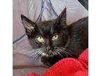 Adopt Bengal a All Black Domestic Shorthair / Mixed cat in Brimfield