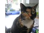 Adopt Sassy a Tortoiseshell Domestic Shorthair (short coat) cat in Middletown