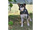 Adopt Littlest Hobo a Shepherd (Unknown Type) / Shiba Inu / Mixed dog in