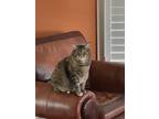 Adopt Abbey a Tortoiseshell Domestic Mediumhair / Mixed (medium coat) cat in