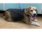 Adopt Vicky a Brown/Chocolate Beagle / Mixed dog in Madera, CA (35494012)
