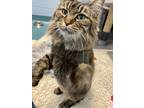 Adopt Leo DeCatprio-Kitchener a Brown or Chocolate Domestic Longhair / Domestic