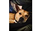 Adopt Fizz (bubbles) a Tan/Yellow/Fawn Black Mouth Cur dog in Castle Rock