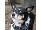 Adopt BAILEY a Black Australian Shepherd / Cattle Dog / Mixed dog in Pt.