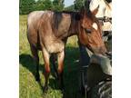 Bay roan yearling coltPeptoboonsmal bred