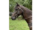 nice trail deluxe walking horse
