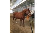 Chesnut Andalusian Mare