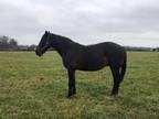 Adopt Only Fascination (companion/pasture pet- FREE) a Standardbred