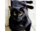 Adopt Frodo a All Black Domestic Shorthair / Mixed cat in Hopkins, SC (32803707)