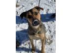 Adopt Gaston a Black - with Tan, Yellow or Fawn Rottweiler dog in Castle Rock
