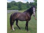 Black Roan Stallion Grand Champion Bloodlines