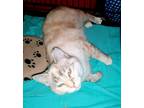 Adopt Ms.Honey Buns aka Honey a Calico or Dilute Calico Siamese (short coat) cat