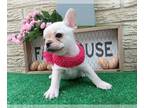 French Bulldog PUPPY FOR SALE ADN-438507 - Cream Petite girl AKC