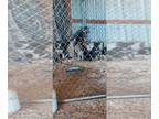 Akita-German Shepherd Dog-Wolf Hybrid Mix PUPPY FOR SALE ADN-438466 - Akc
