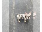 French Bulldog PUPPY FOR SALE ADN-439014 - Merle French bulldog