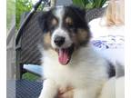 Collie PUPPY FOR SALE ADN-439116 - Collie Pups AKC