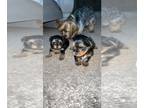 Yorkshire Terrier PUPPY FOR SALE ADN-438987 - Yorkie poo 8weeks old