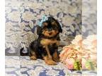 Aussiedoodle Miniature PUPPY FOR SALE ADN-438604 - Adorable Miniature