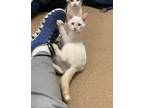 Adopt Snow Cone a Siamese / Mixed cat in Lincoln, NE (35511804)