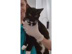 Adopt Travolta a Domestic Shorthair / Mixed cat in Lincoln, NE (35511793)