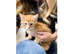 Adopt Furrdinand a Orange or Red Tabby Domestic Mediumhair (medium coat) cat in