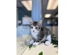 Adopt Hurricane a Brown Tabby Domestic Shorthair (short coat) cat in Junction