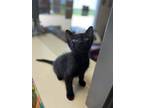 Adopt Tempest a Black (Mostly) Domestic Shorthair (short coat) cat in Junction
