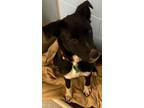 Adopt Rocky a Black - with White Shepherd (Unknown Type) / Mixed dog in Traverse