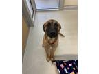Adopt Chevy a Tan/Yellow/Fawn Mixed Breed (Large) / Mixed dog in Missoula