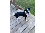 Adopt Miguel a Black - with White Blue Heeler / Mixed Breed (Medium) dog in