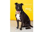 Adopt Rock Hutson a Black American Pit Bull Terrier / Border Collie / Mixed dog