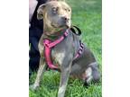 Adopt NOVA a Staffordshire Bull Terrier / Mixed dog in Lindsay, CA (35508396)