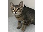 Adopt z-Zazzles a Domestic Shorthair / Mixed (short coat) cat in Stillwater