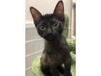 Adopt fs-Kate a Domestic Mediumhair / Mixed (medium coat) cat in Stillwater