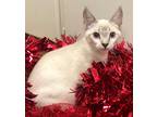 Adopt dq-Trixie MaTail a Domestic Shorthair / Mixed (short coat) cat in