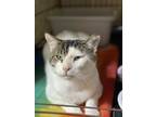 Adopt Kronk a White (Mostly) Domestic Shorthair (short coat) cat in Kingsville