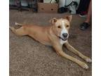 Sweet Mixed Breed Dog For Adoption Augusta GA - All Supplies Included